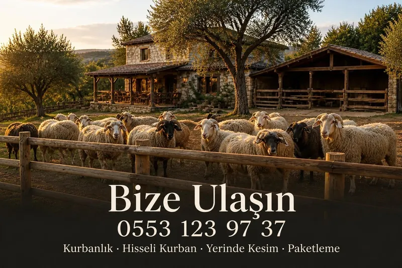 Bize Ulaşın — 0553 123 97 37 — Kurbanlık, Hisseli Kurban, Yerinde Kesim, Paketleme